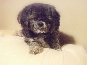 Seek The Assistance of a Family Law Attorney To Help You Through Divorce