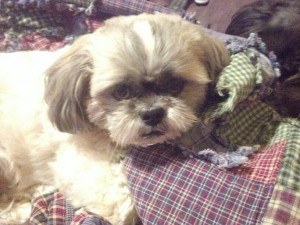 How Can I Keep My Pets in a Divorce? Get assistance from a Family Law Attorney