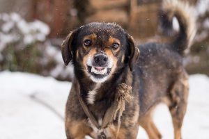 agressive dog with rabies dog bite